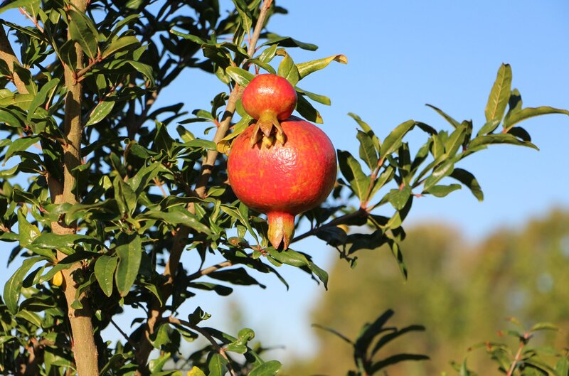Grenadier chargé de grenades en Provence