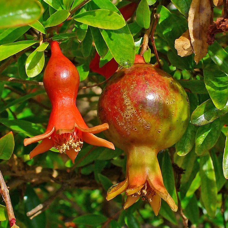Grenade et fleur de grenadier sur l'arbre